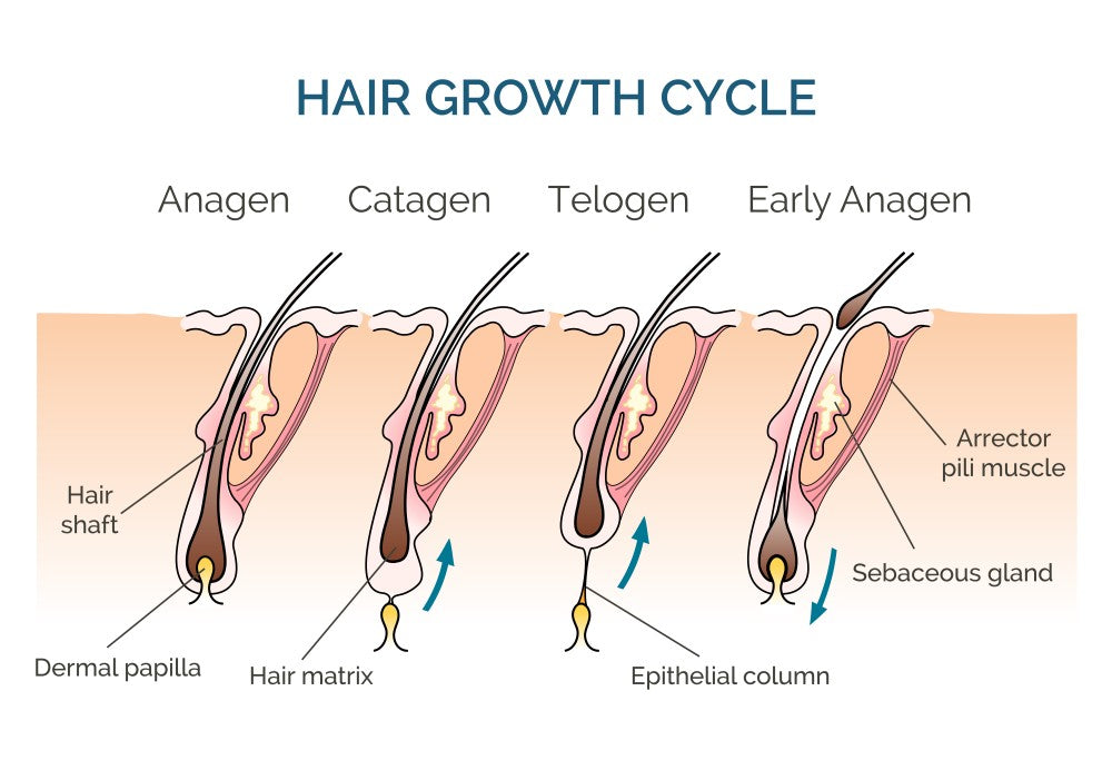 How Hair Grows: Mastering the Anagen, Catagen, and Telogen Stages for Optimal Growth